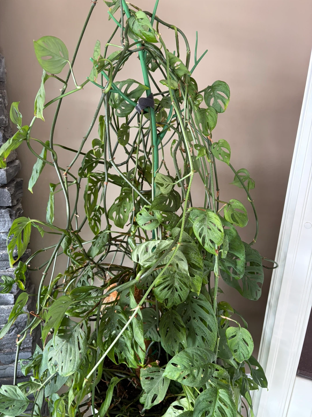 Monstera Adansonii Houseplant - photo 3