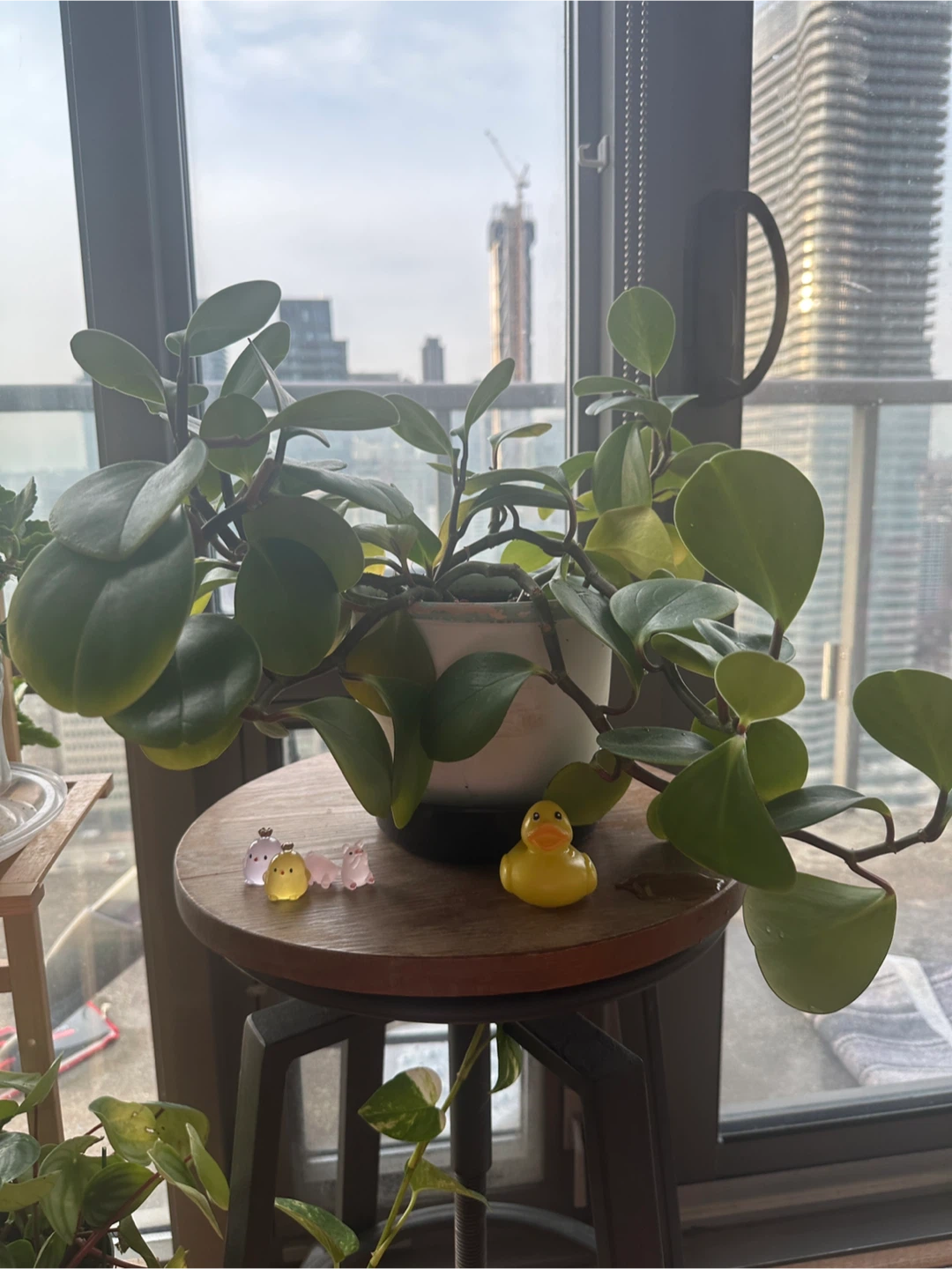 Assorted Potted HAPPY Houseplants - photo 2