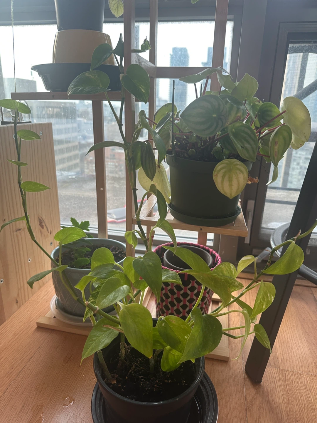 Assorted Potted HAPPY Houseplants - photo 3