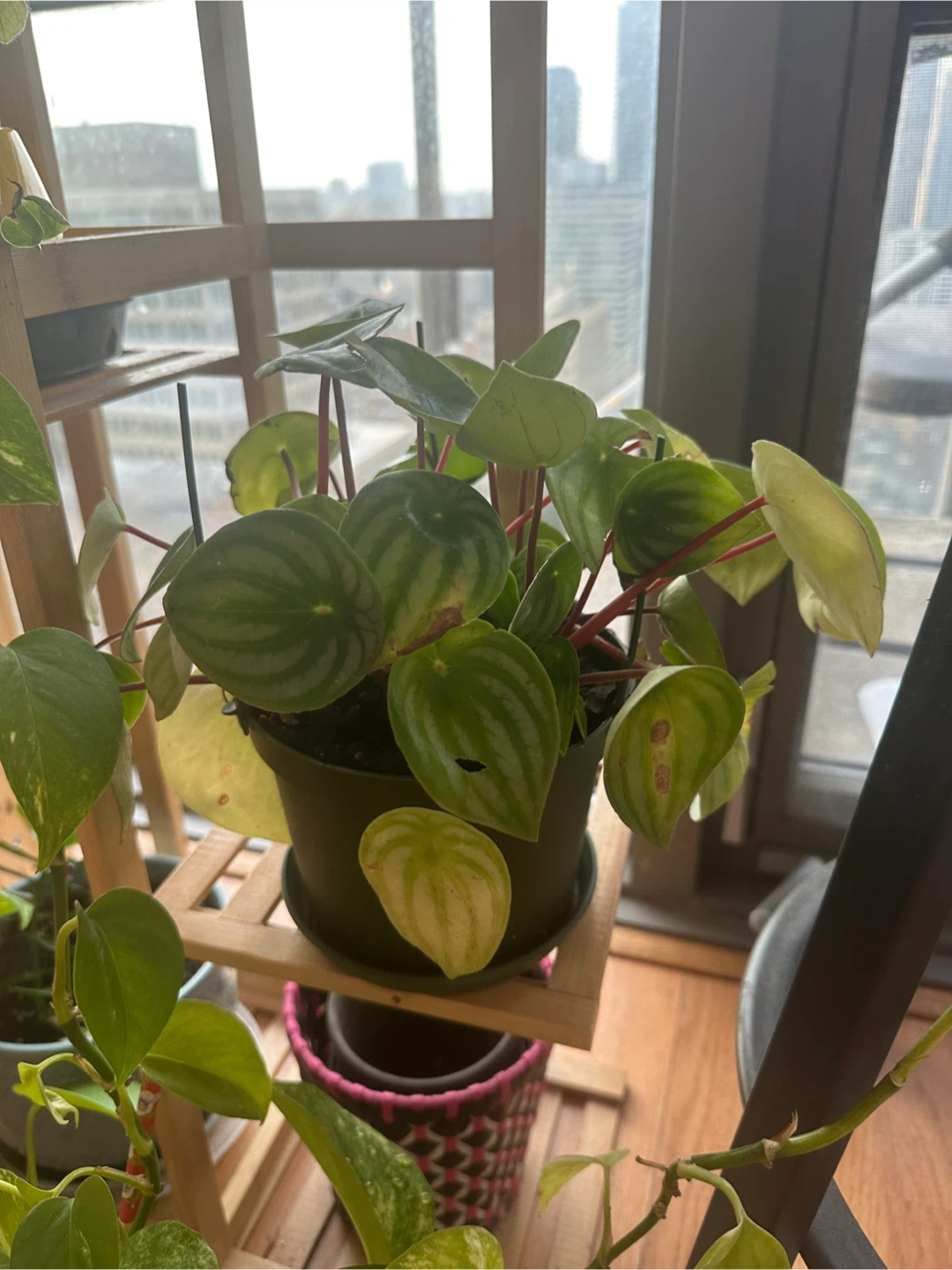 Assorted Potted HAPPY Houseplants