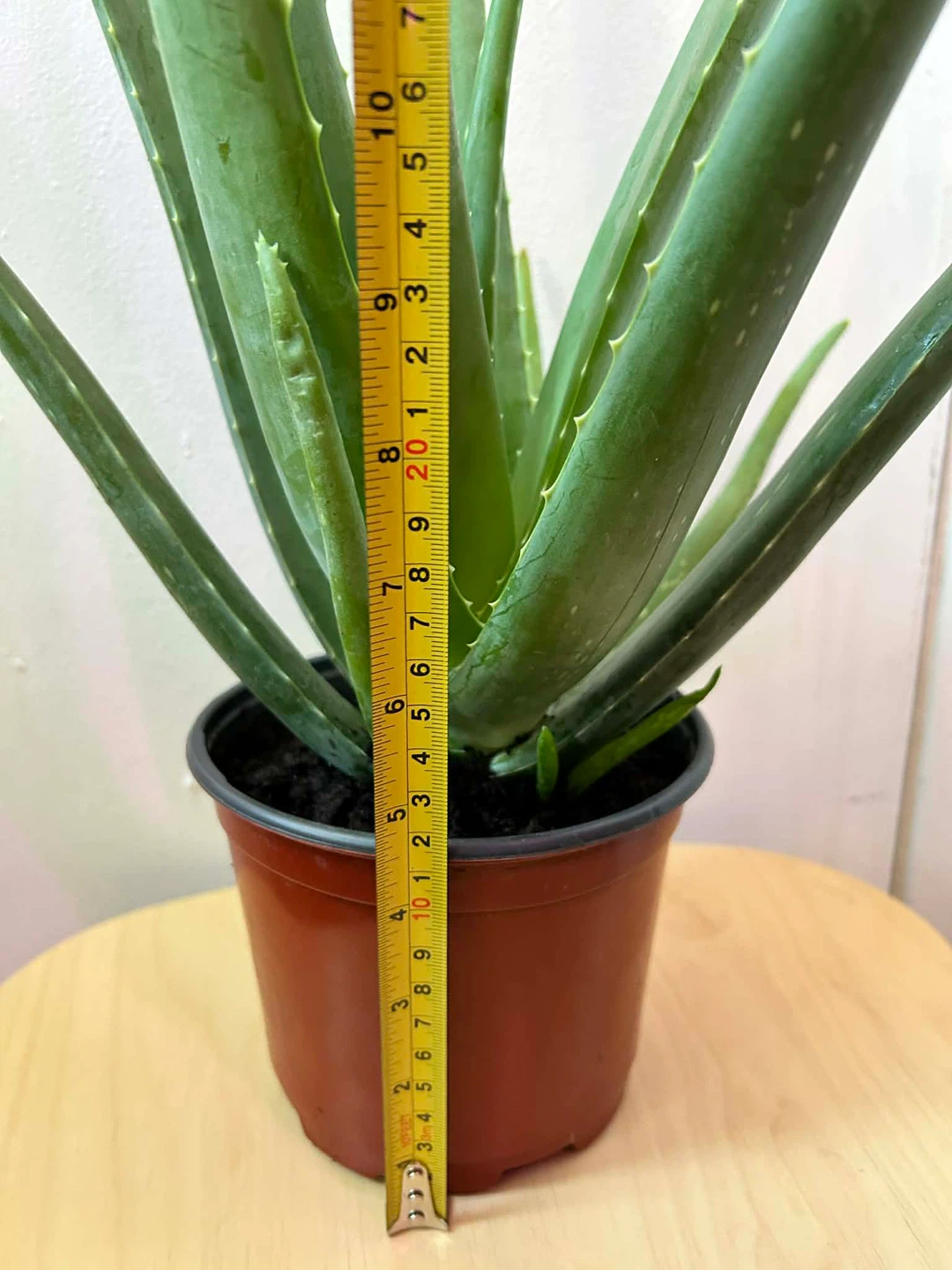 Aloe Vera - photo 4