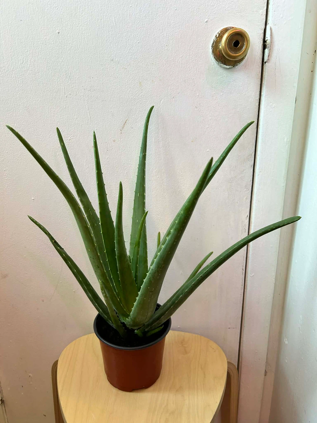 Aloe Vera