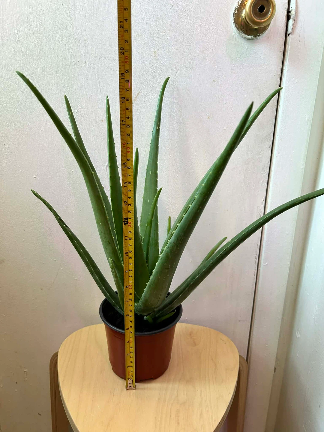 Aloe Vera - photo 2