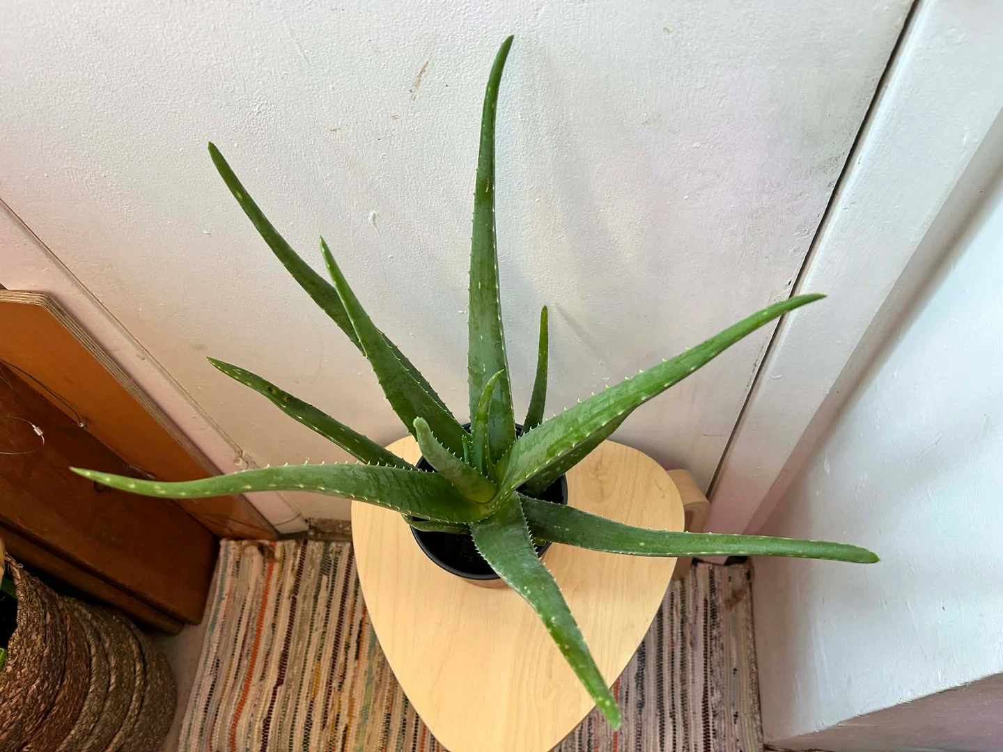 Aloe Vera - photo 5
