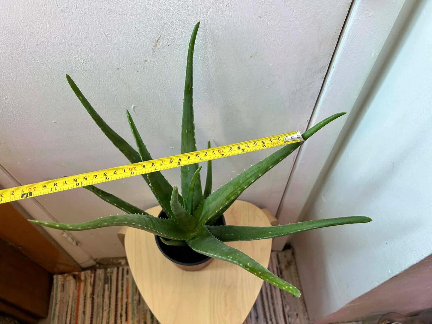 Aloe Vera - photo 3