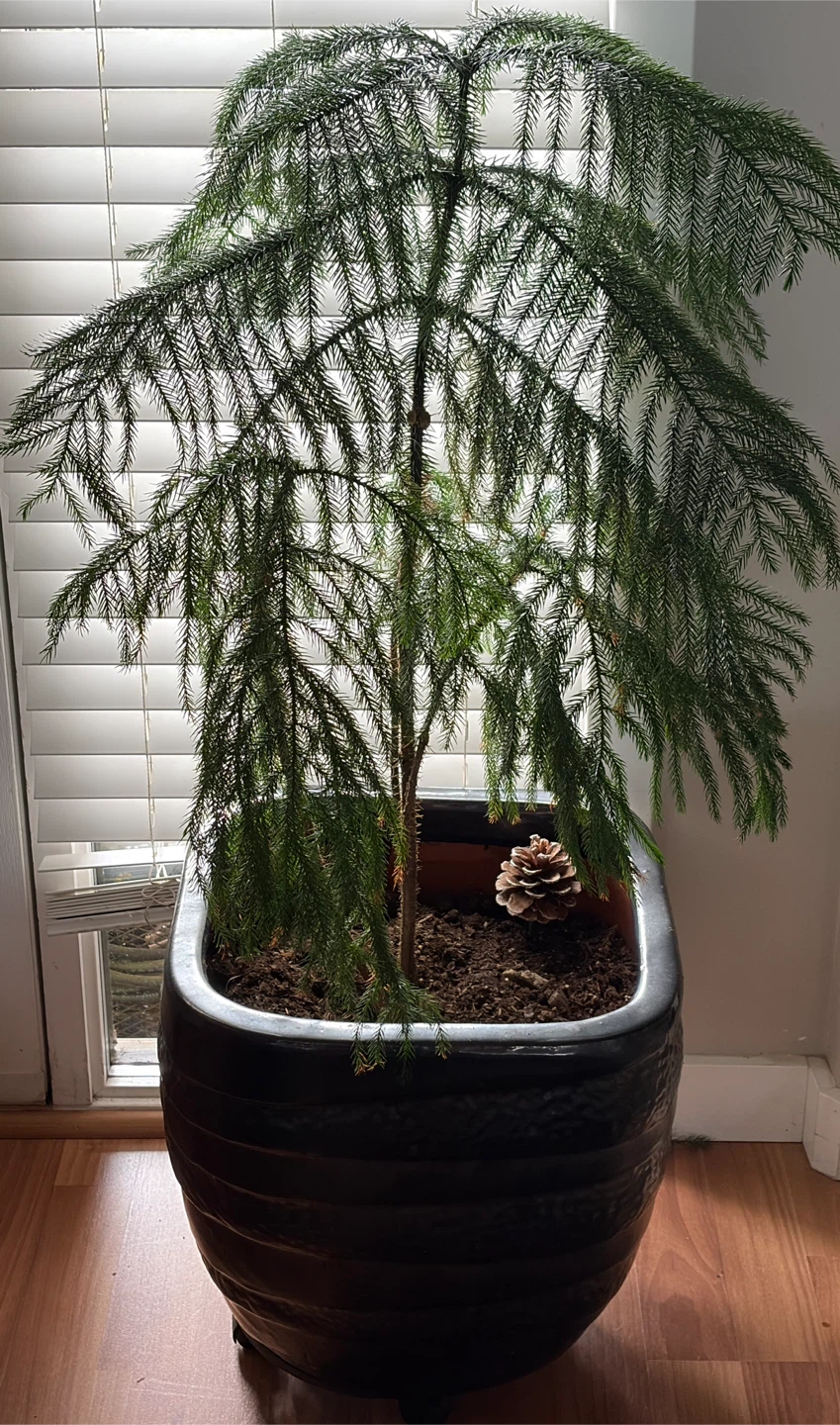 Norfolk Island Pine Tree in Black Pot