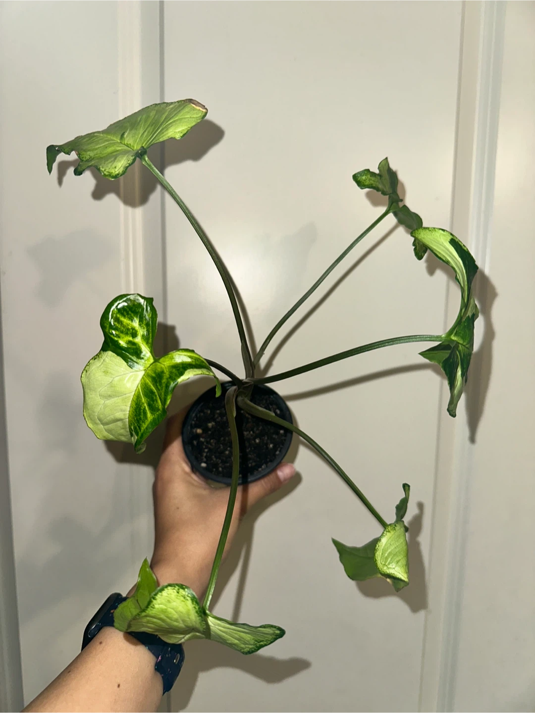 Syngonium Three Kings Plant - photo 3