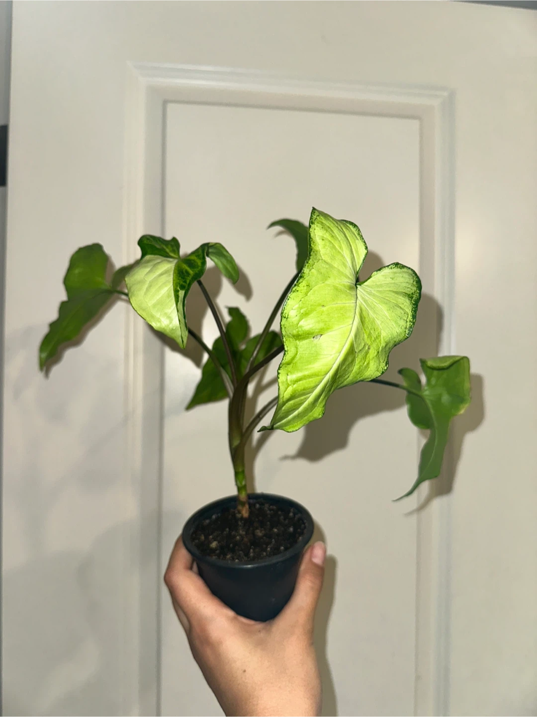 Syngonium Three Kings Plant - photo 2