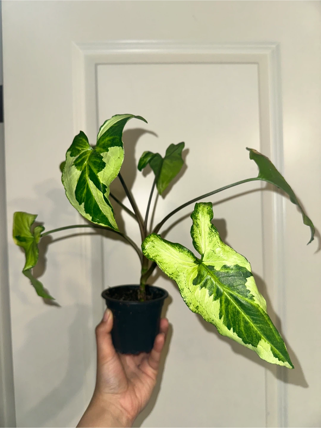 Syngonium Three Kings Plant