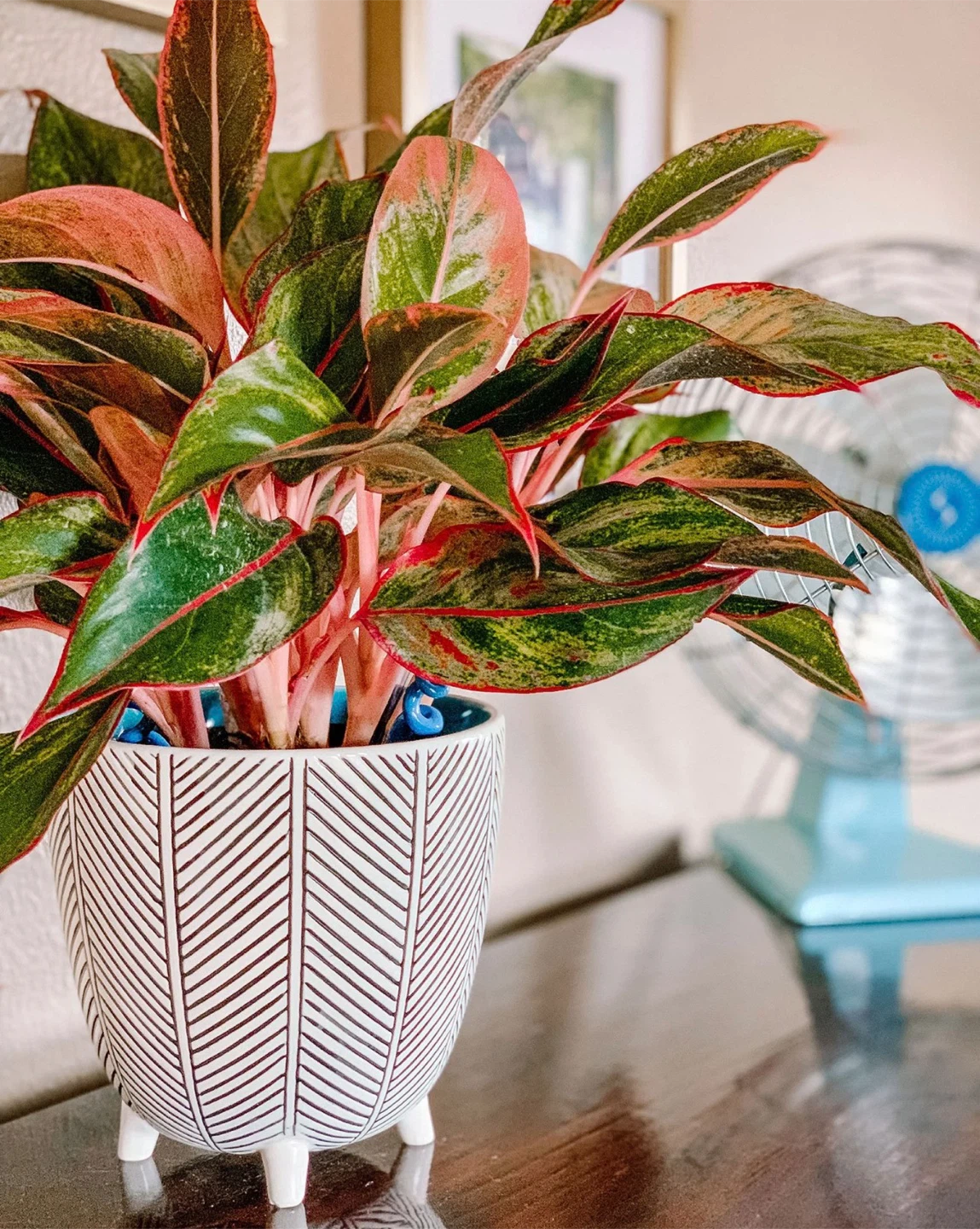 Aglaonema 'Siam Aurora' Plant in Decorative Pot