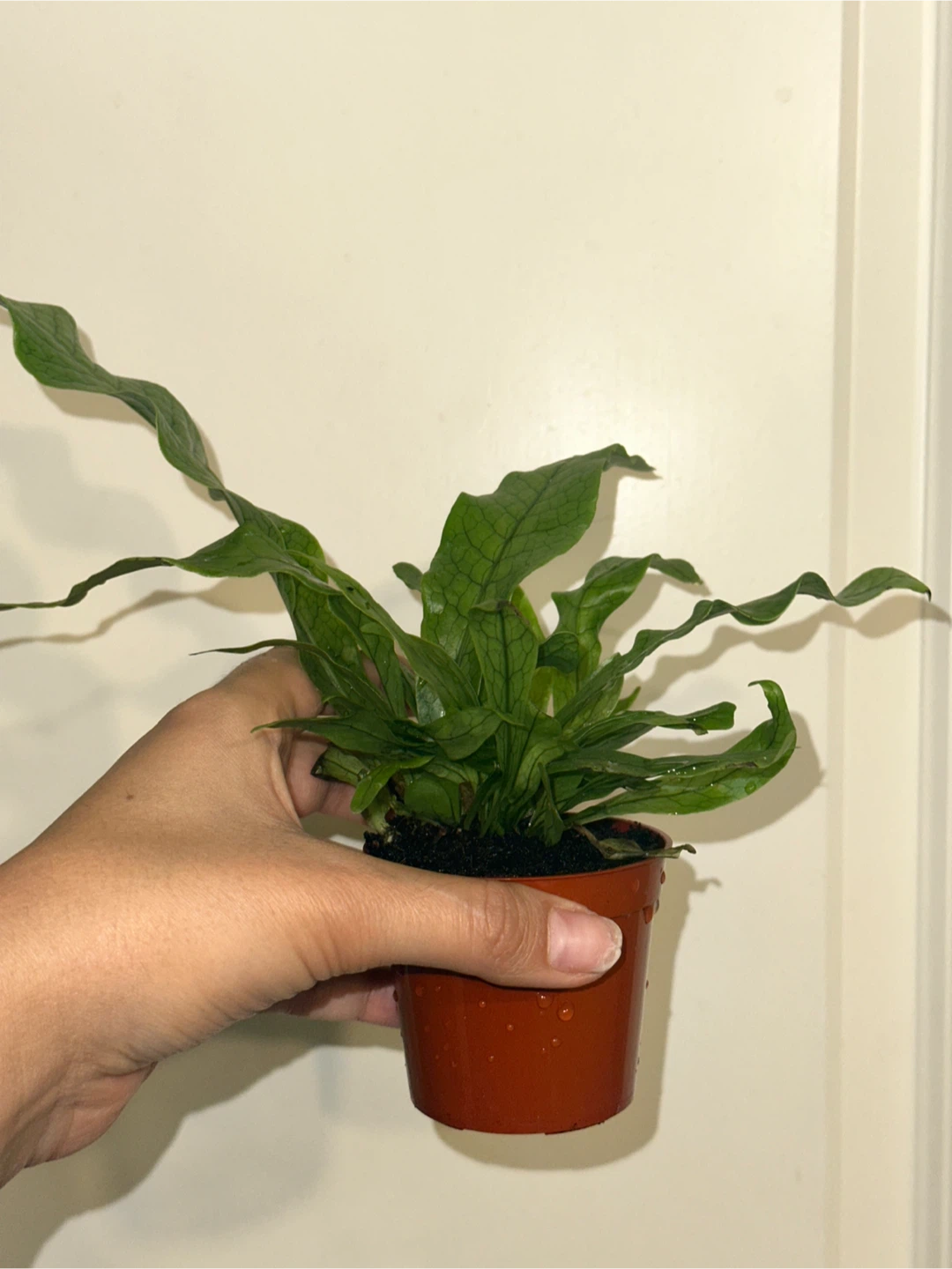 Crocodile Fern Plant - photo 3