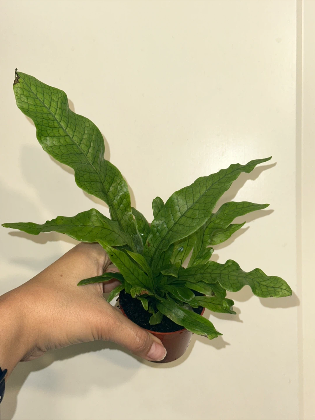 Crocodile Fern Plant