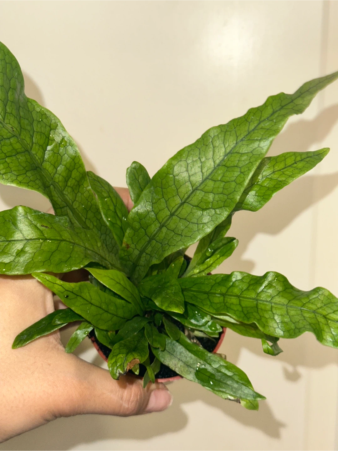 Crocodile Fern Plant - photo 2