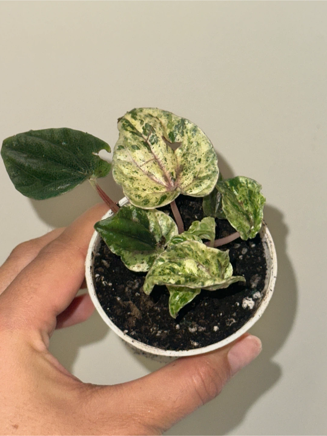 Peperomia Caperata Variegated Plant