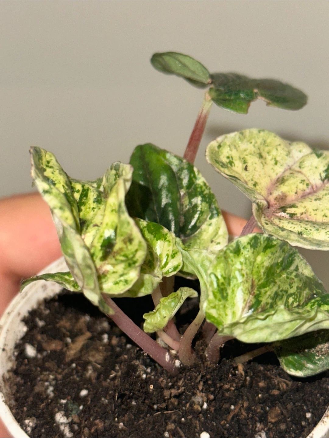 Peperomia Caperata Variegated Plant - photo 4