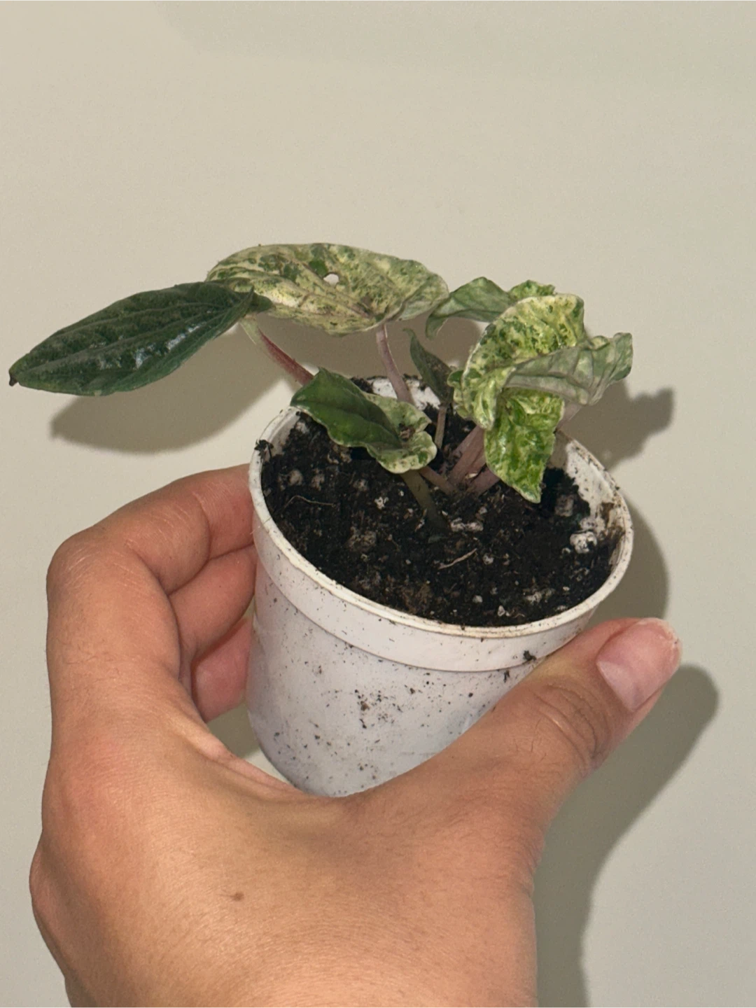 Peperomia Caperata Variegated Plant - photo 3