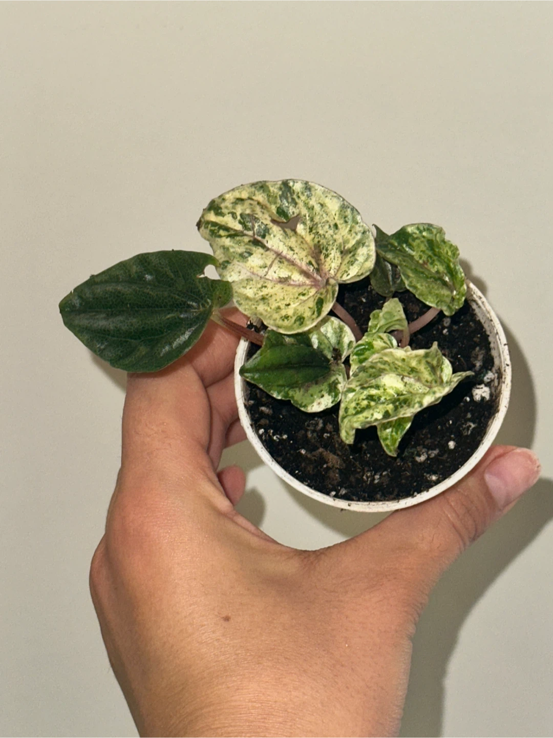 Peperomia Caperata Variegated Plant - photo 2