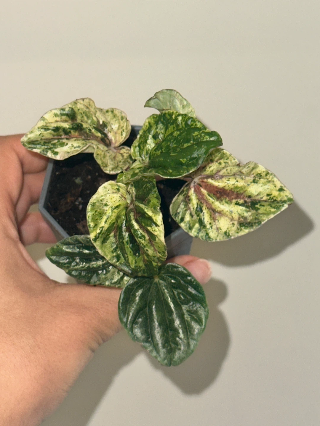 Peperomia Caperata Variegated Plant