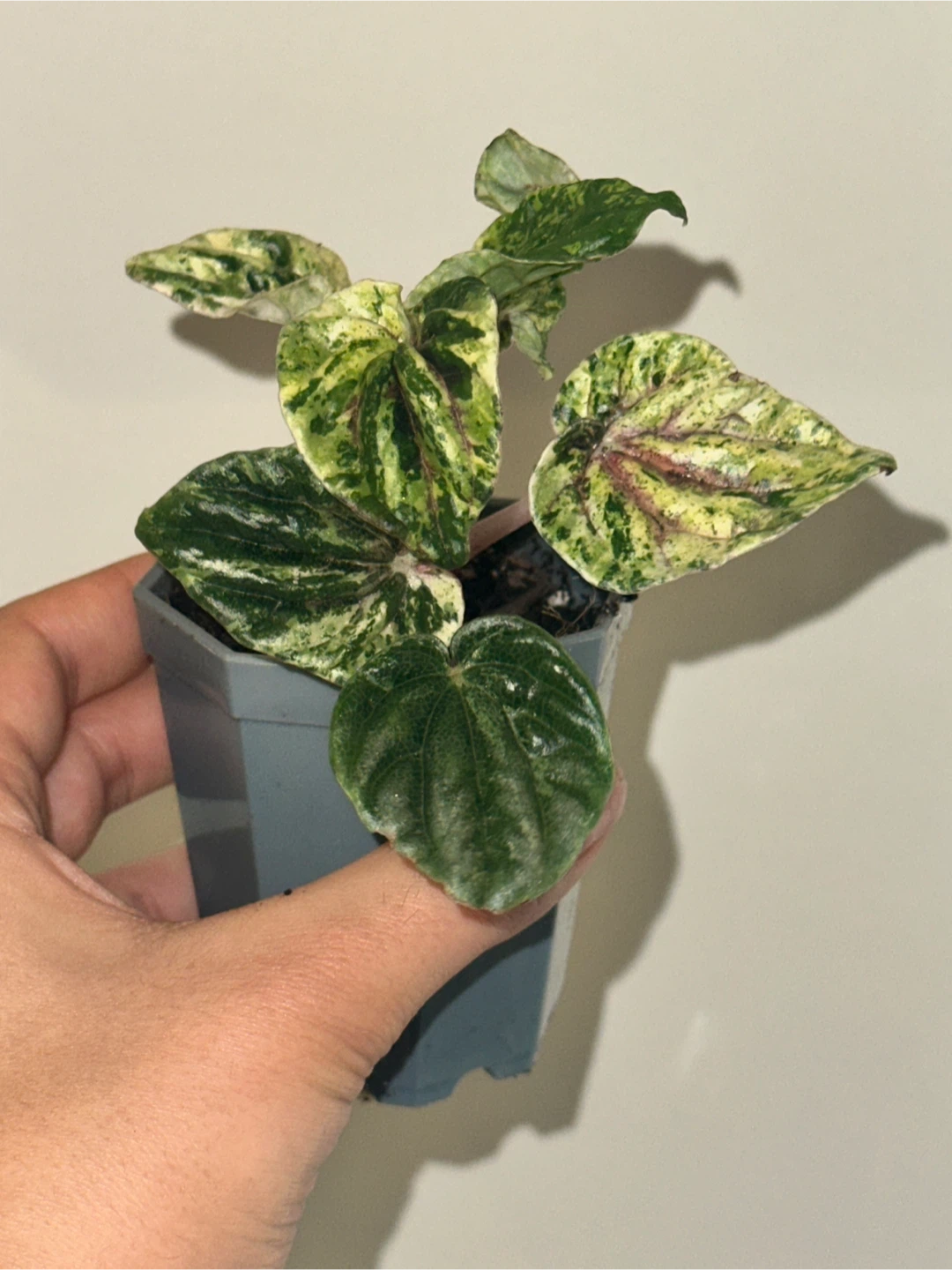 Peperomia Caperata Variegated Plant - photo 2