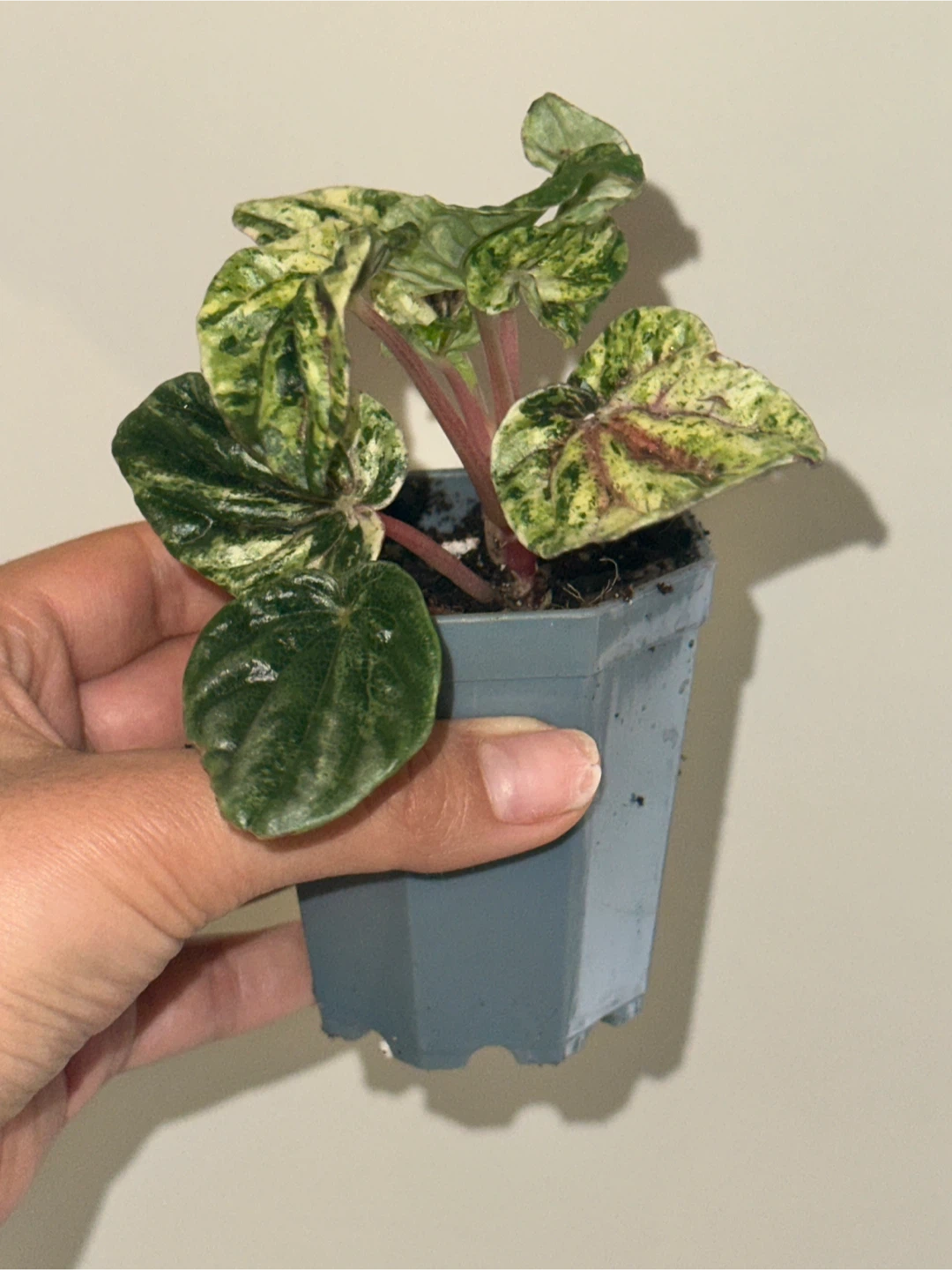 Peperomia Caperata Variegated Plant - photo 3