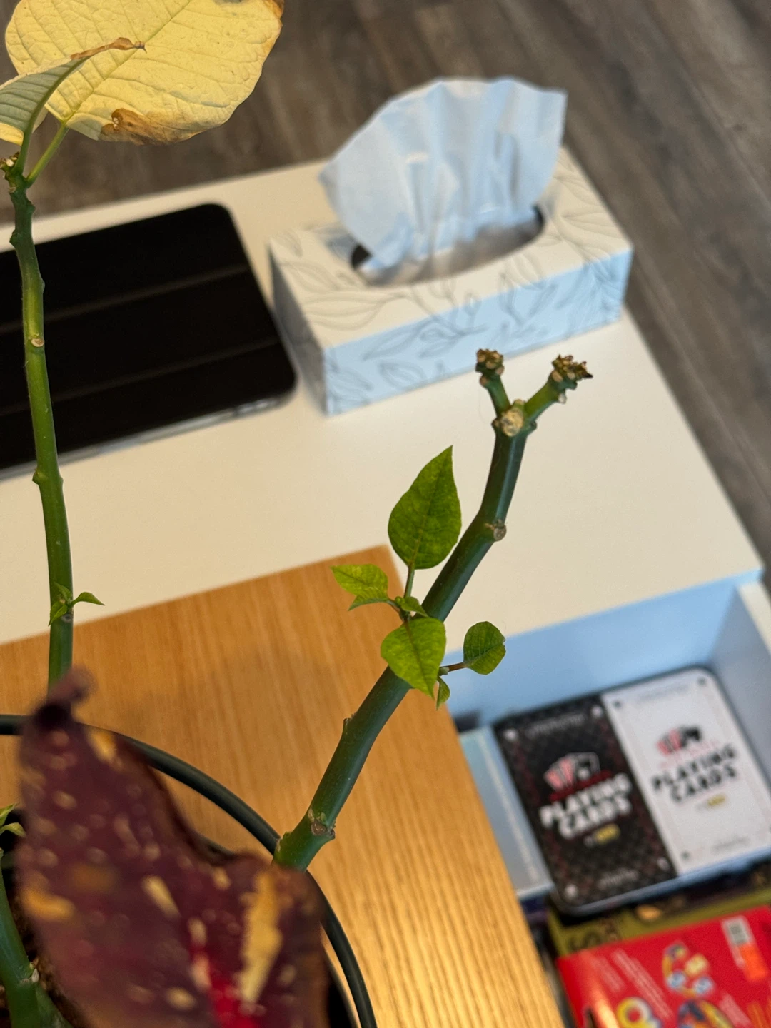 Poinsettia - free, new shoots growing - photo 2