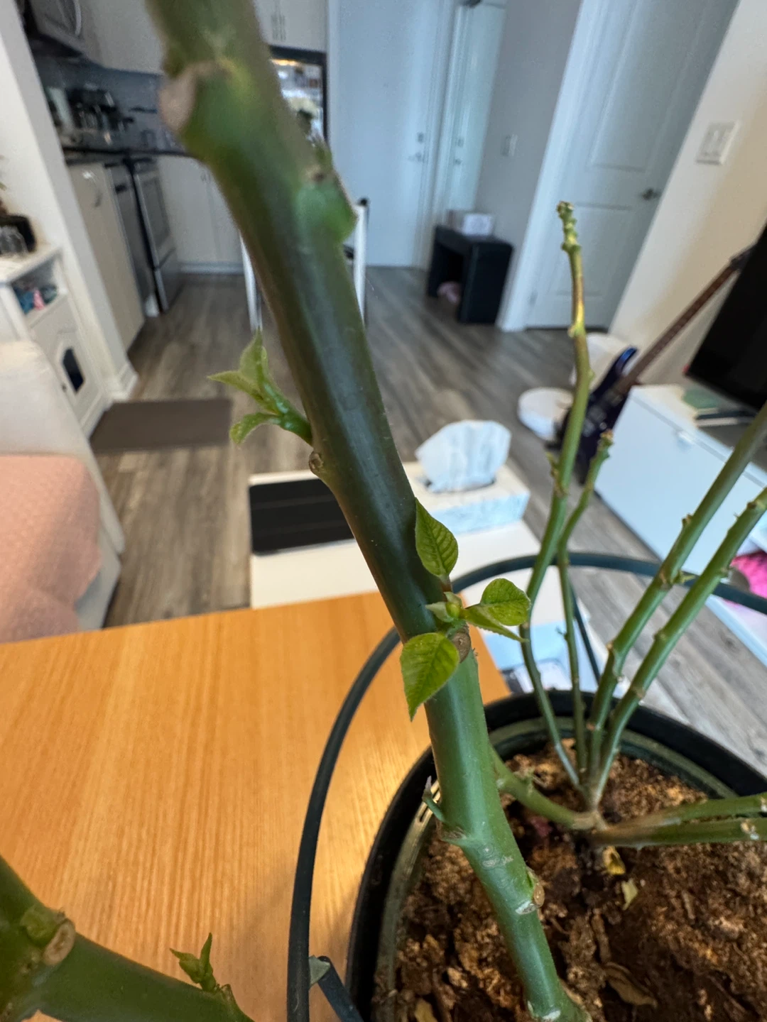 Poinsettia - free, new shoots growing - photo 3