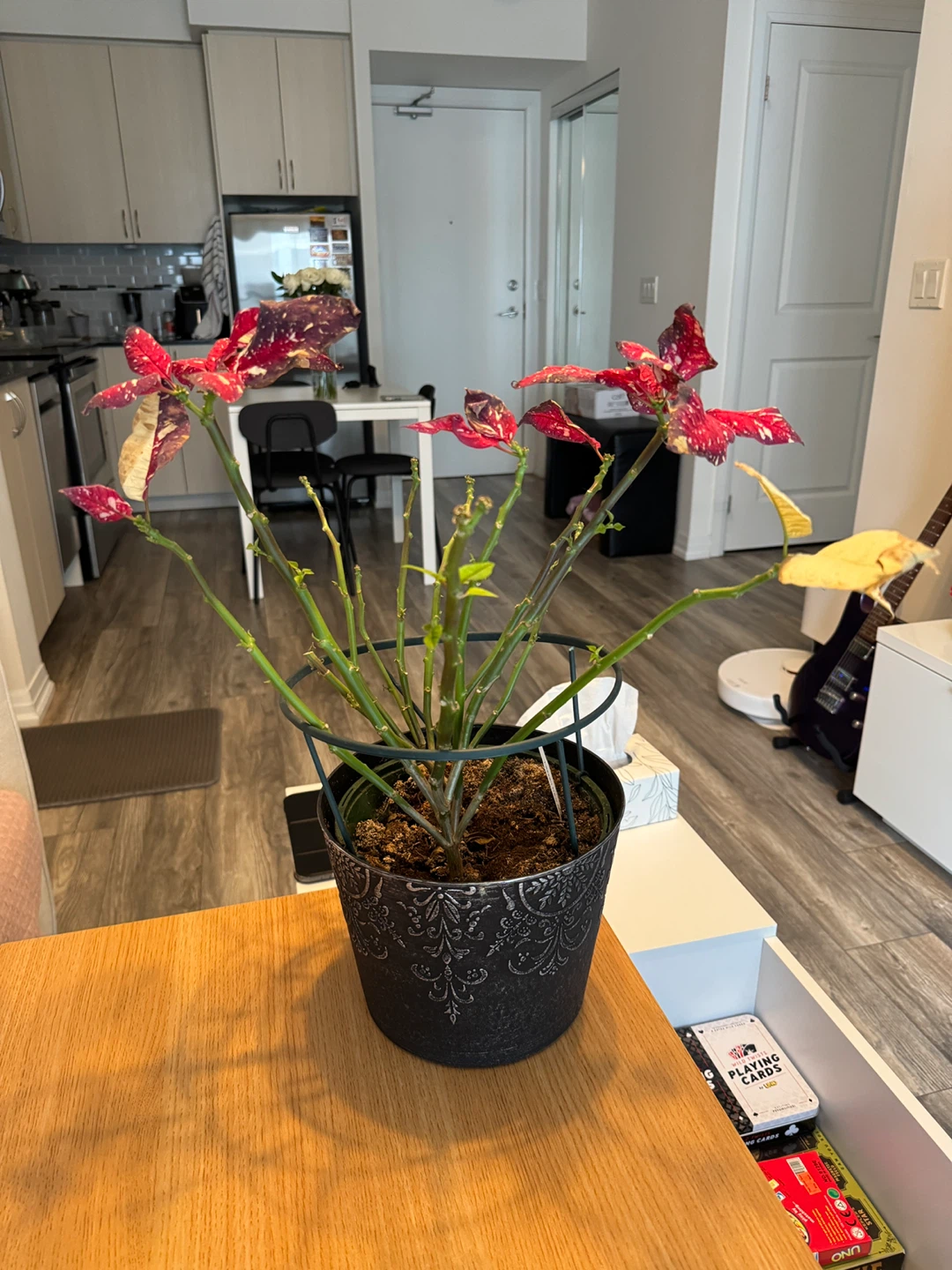 Poinsettia - free, new shoots growing