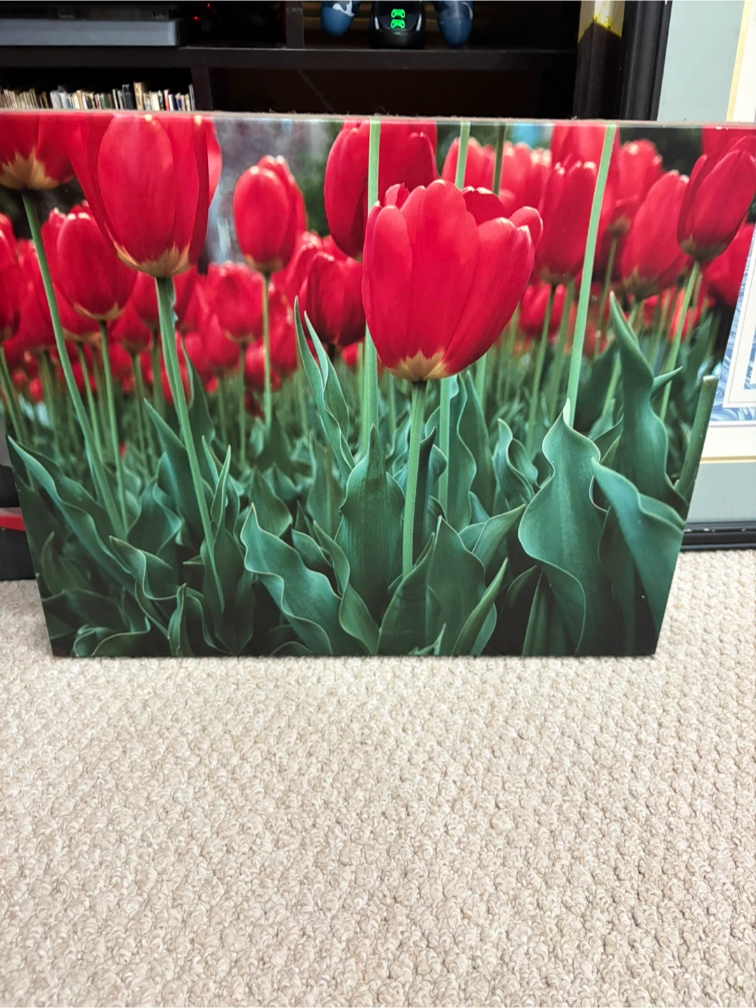 Red Tulips Canvas Art Print