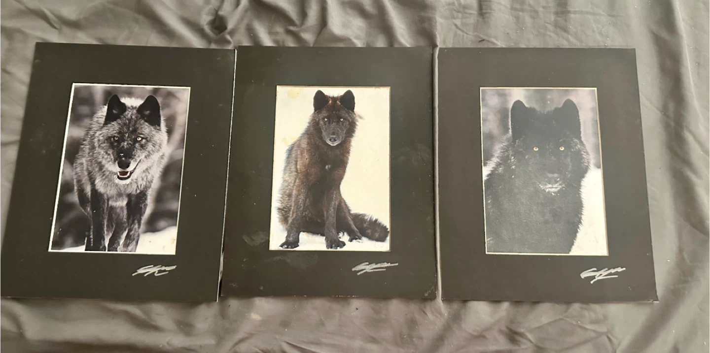 Set of 3 Wolf Photography Prints