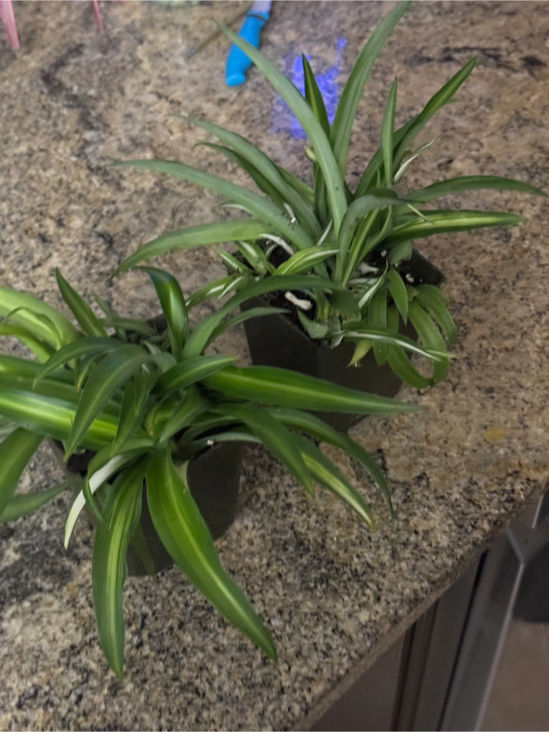 Spider Plant Pair