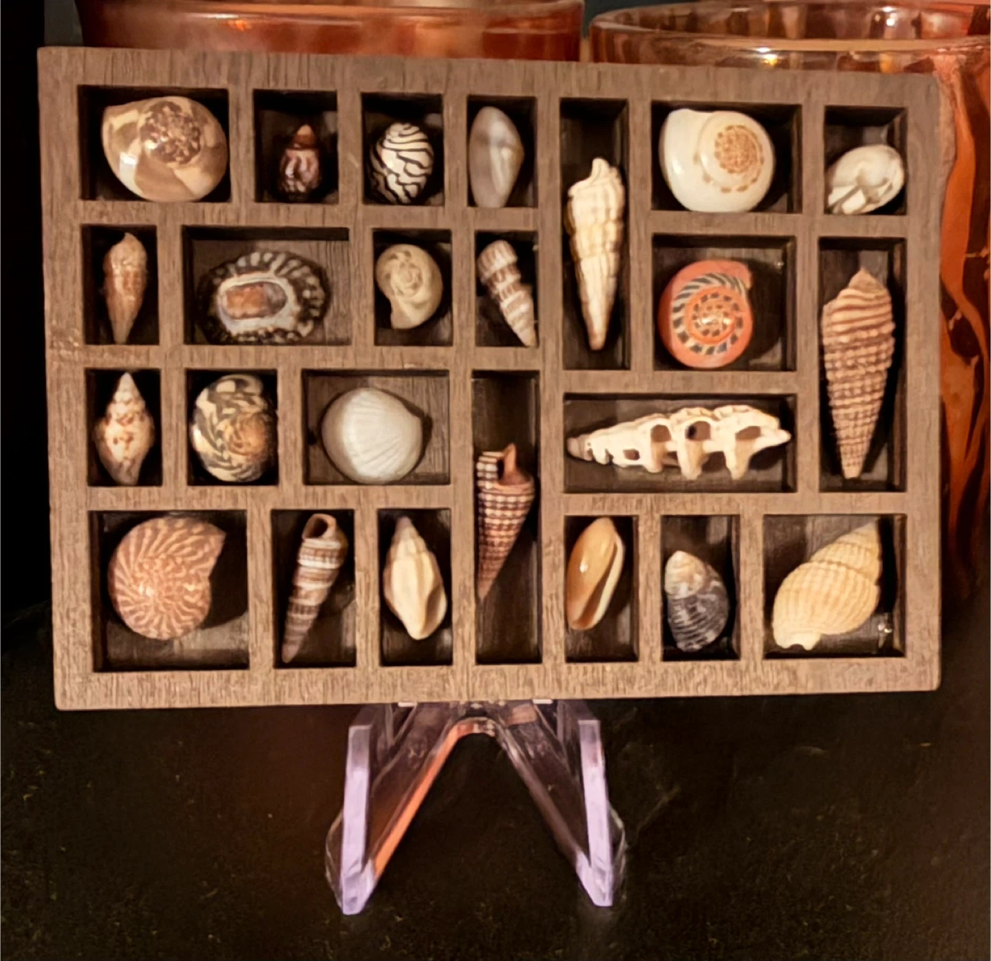 Miniature Wooden Trinket Shelf with Real Shells - photo 5