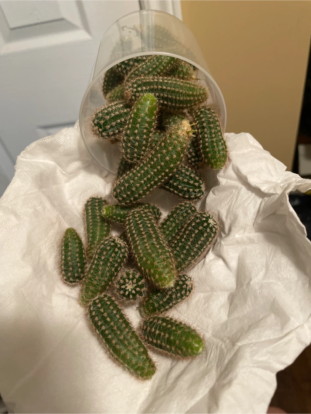Dimino cactus pups