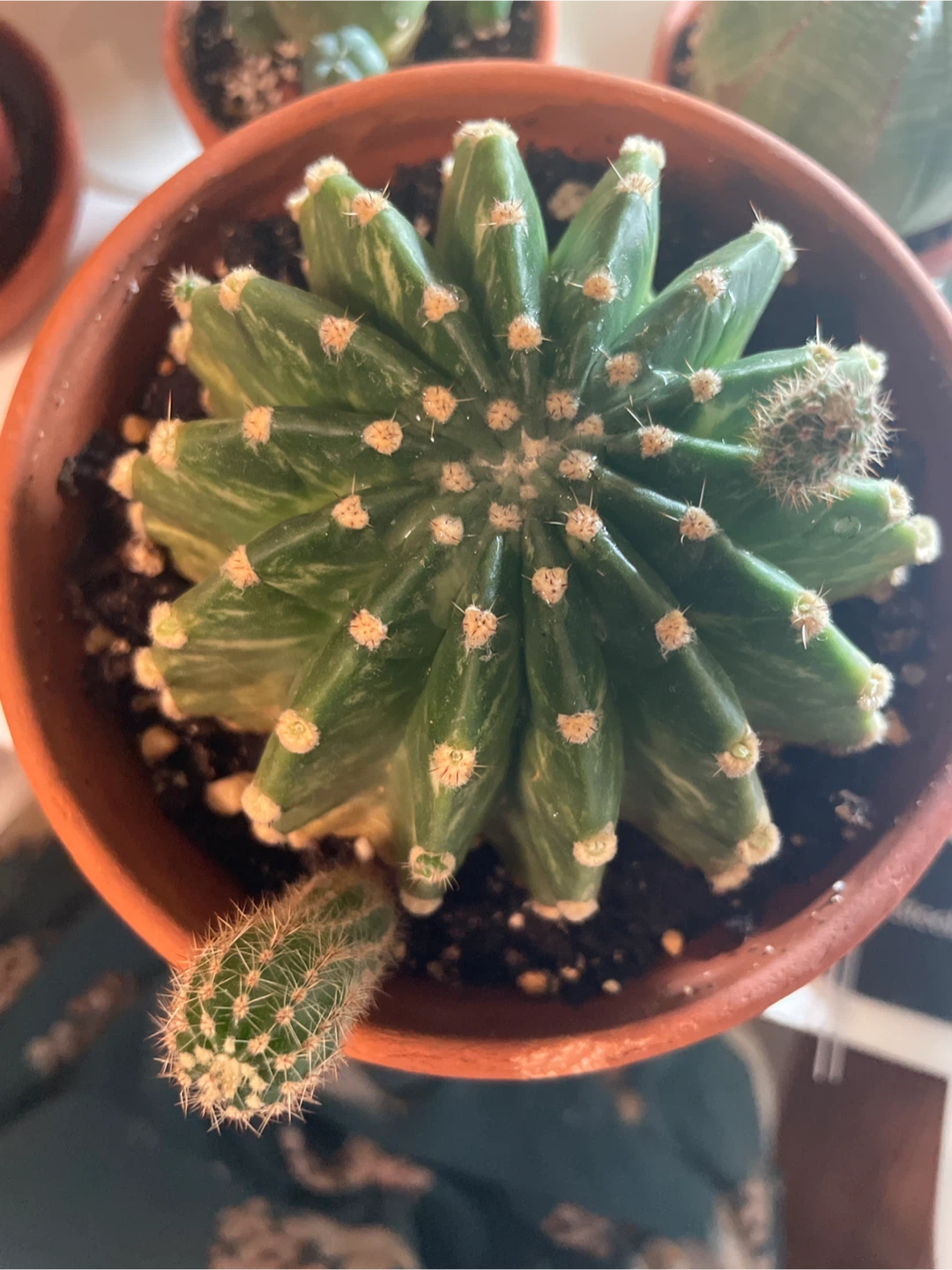 Dimino cactus pups - photo 2
