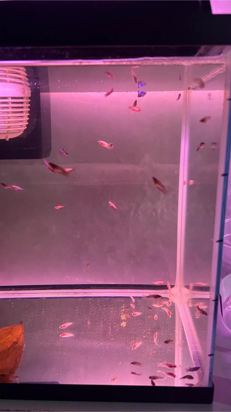 Small Candy Koi betta Fish