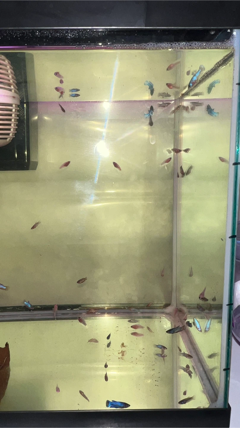 Small Candy Koi betta Fish - photo 3