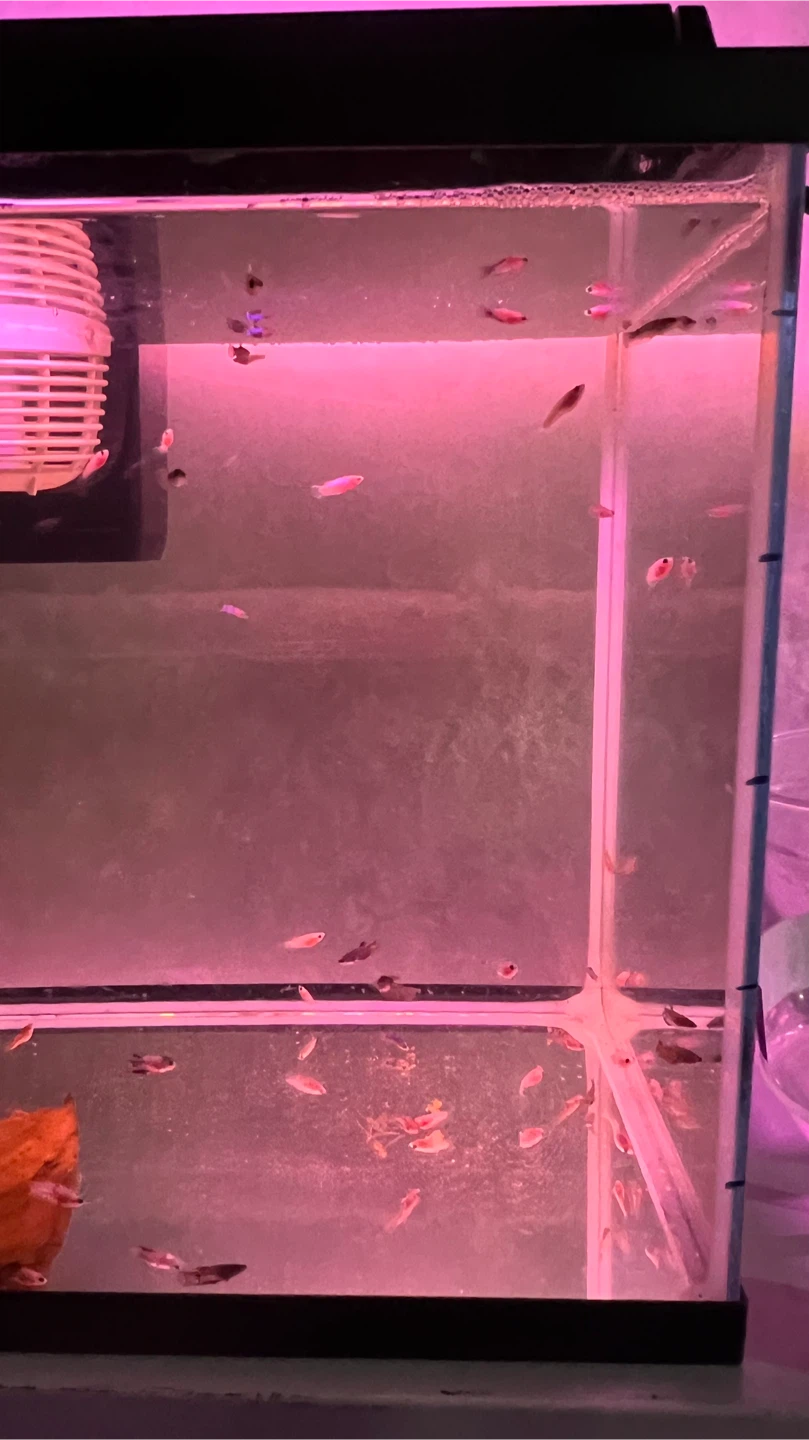 Small Candy Koi betta Fish - photo 2