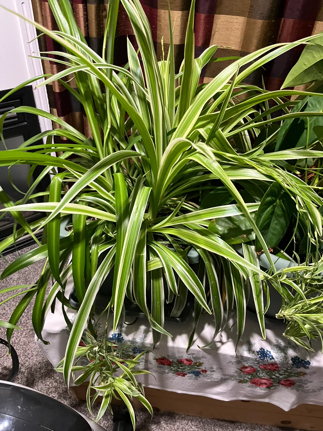Spider Plant