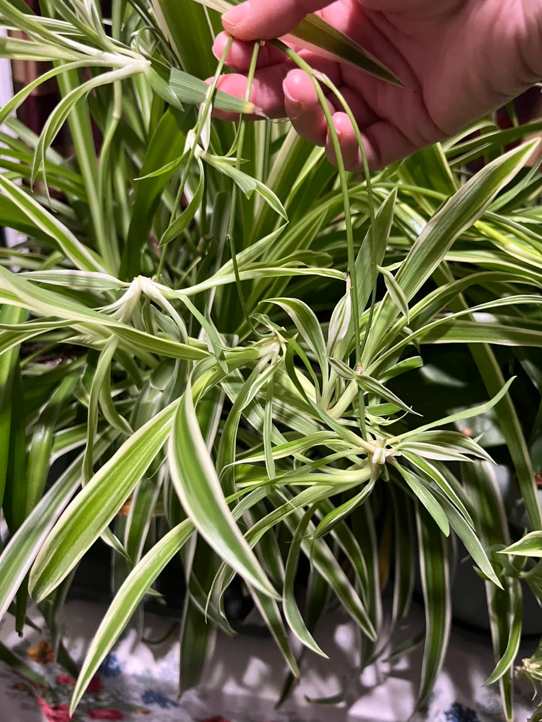 Spider Plant - photo 3