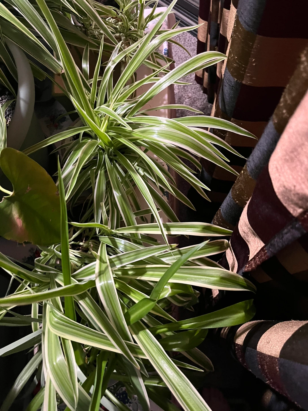 Spider Plant - photo 4