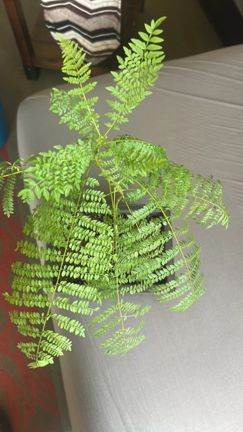 Young Jacaranda Tree Plant