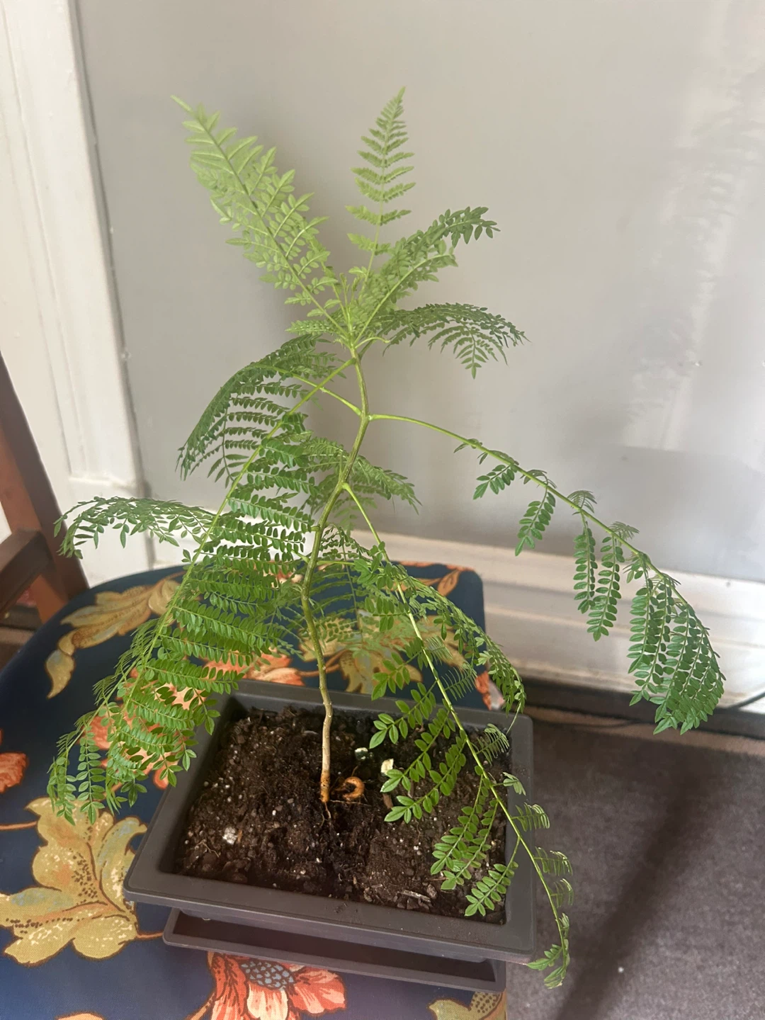 Young Jacaranda Tree Plant - photo 2