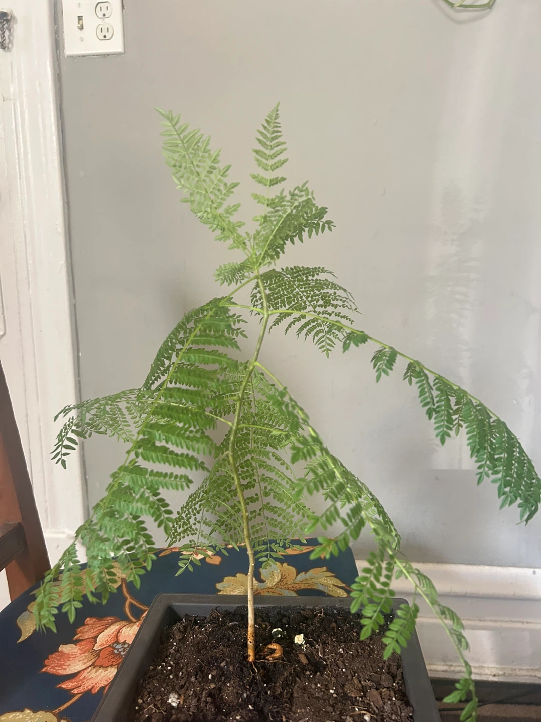 Young Jacaranda Tree Plant - photo 3