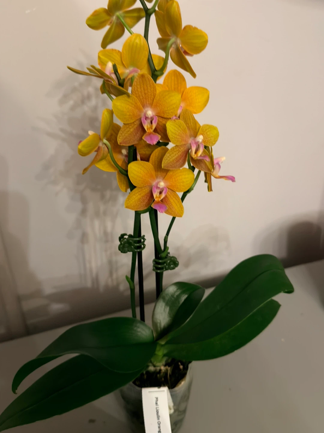 Phal. Lioulin Orange Orchid 'Phalaenopsis Orange'