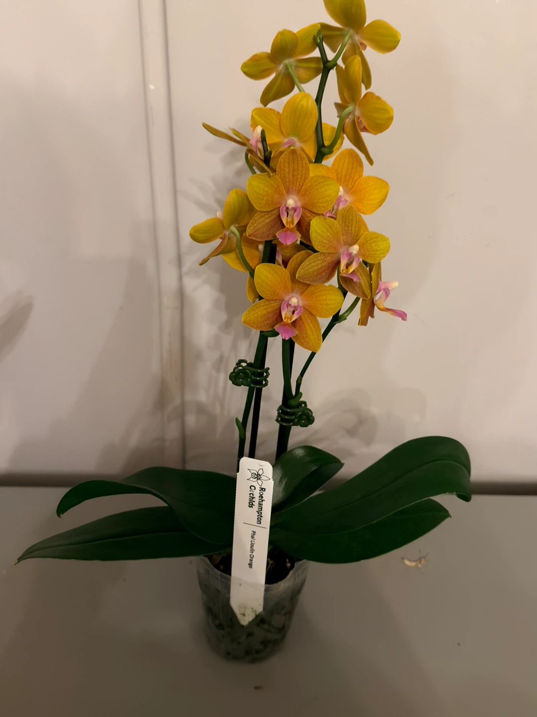 Phal. Lioulin Orange Orchid 'Phalaenopsis Orange' - photo 2