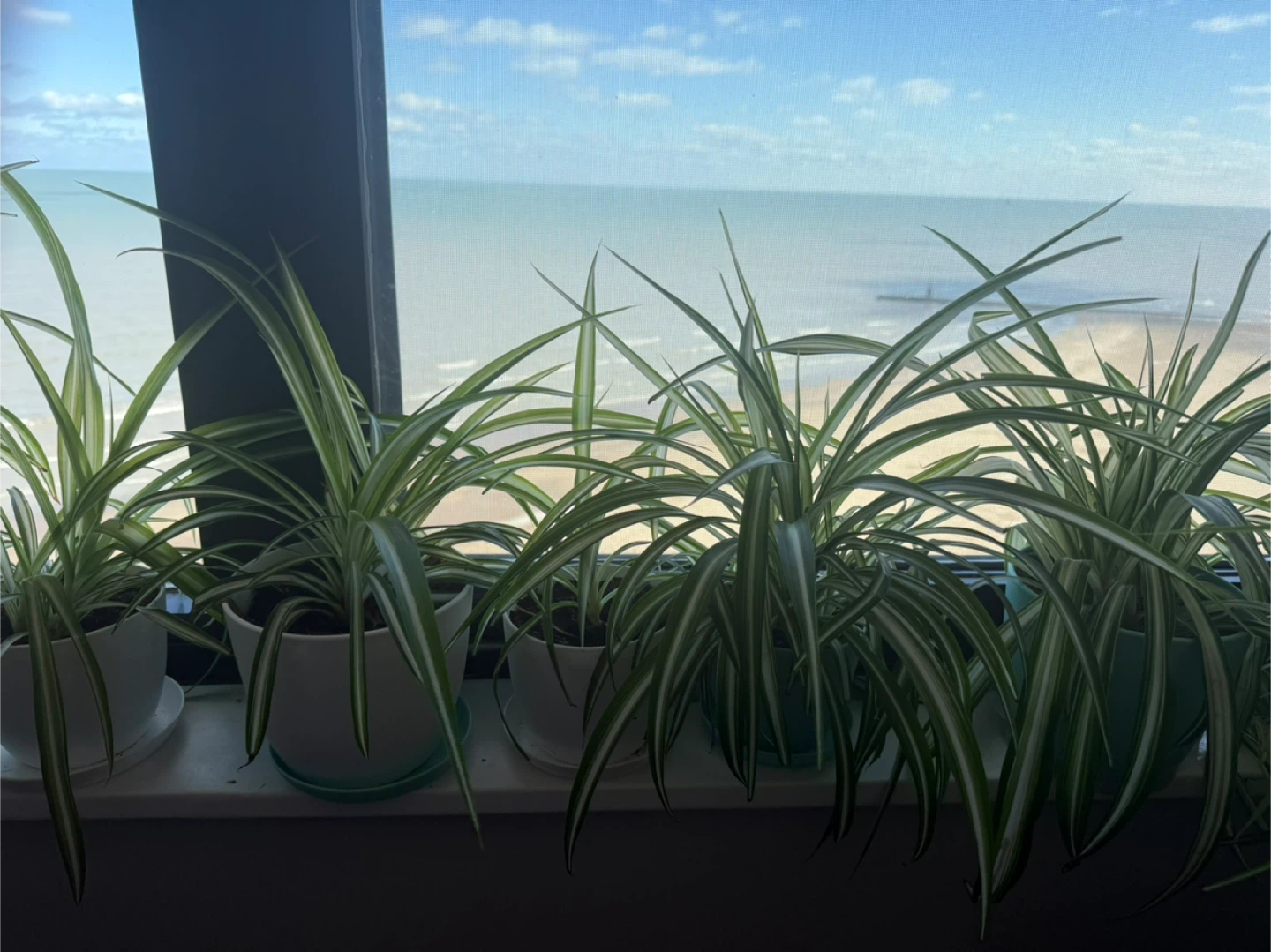 Assorted sized spider plants !