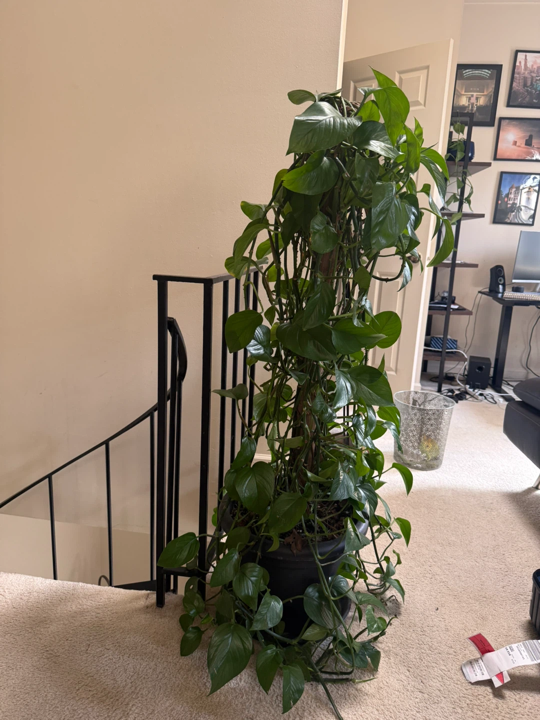 Large Pothos Plant - photo 2
