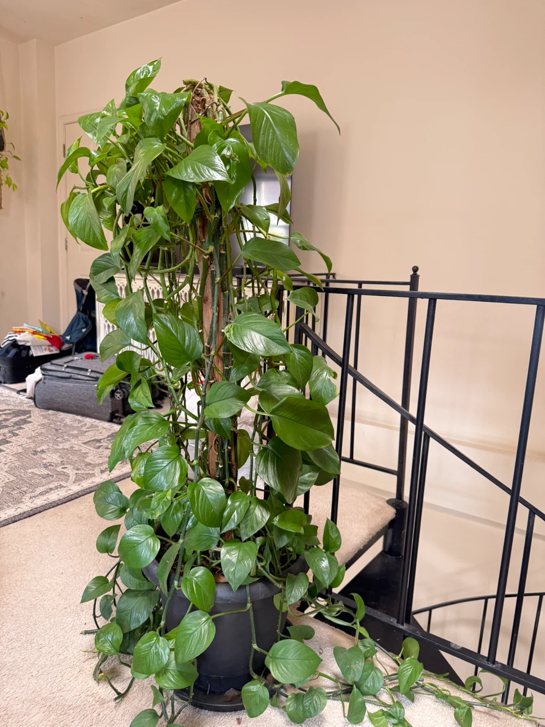 Large Pothos Plant