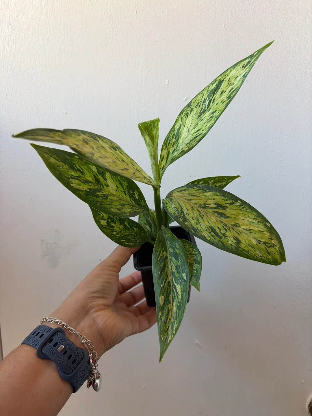 Chinese ever green