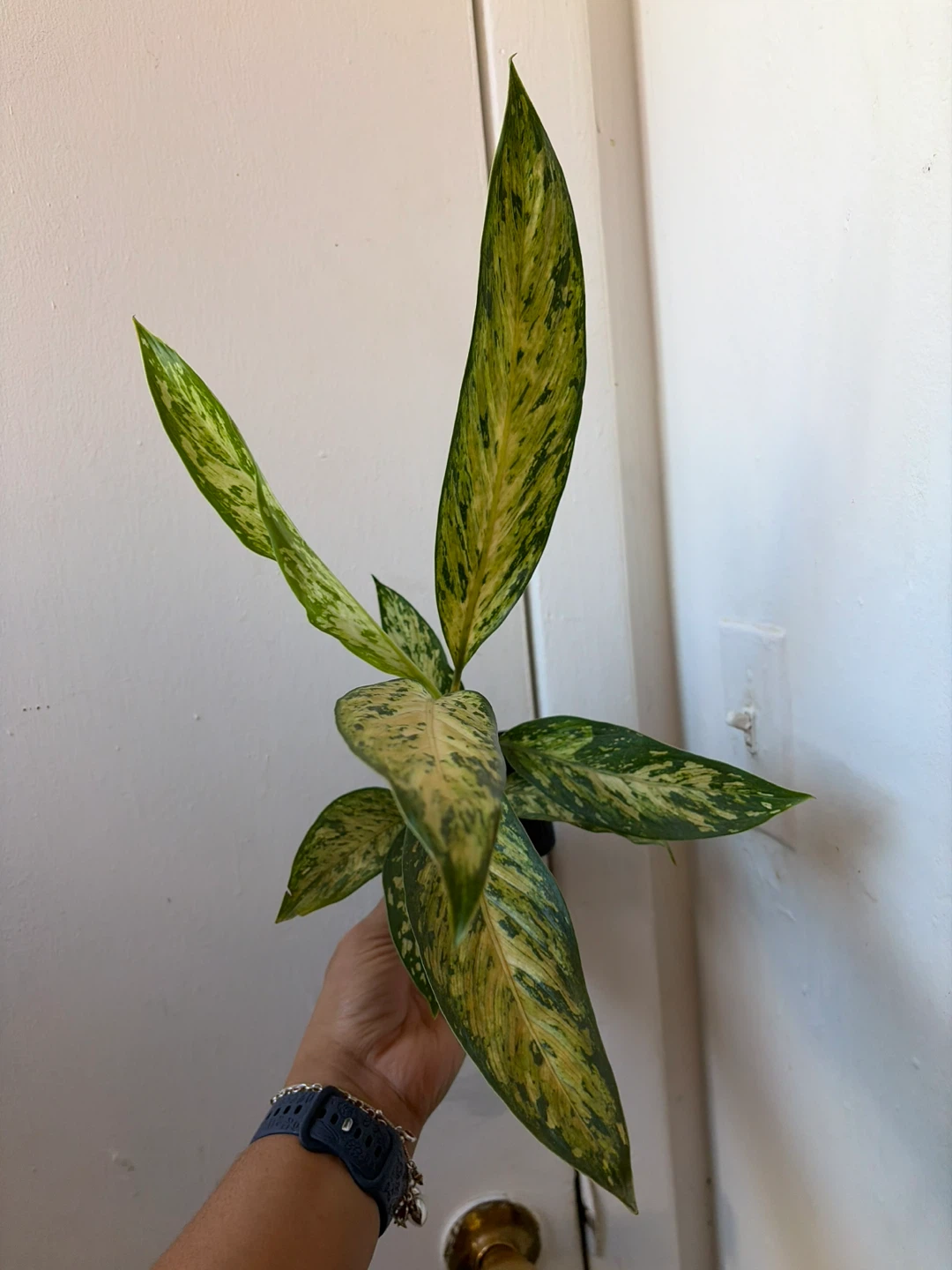 Agloanema