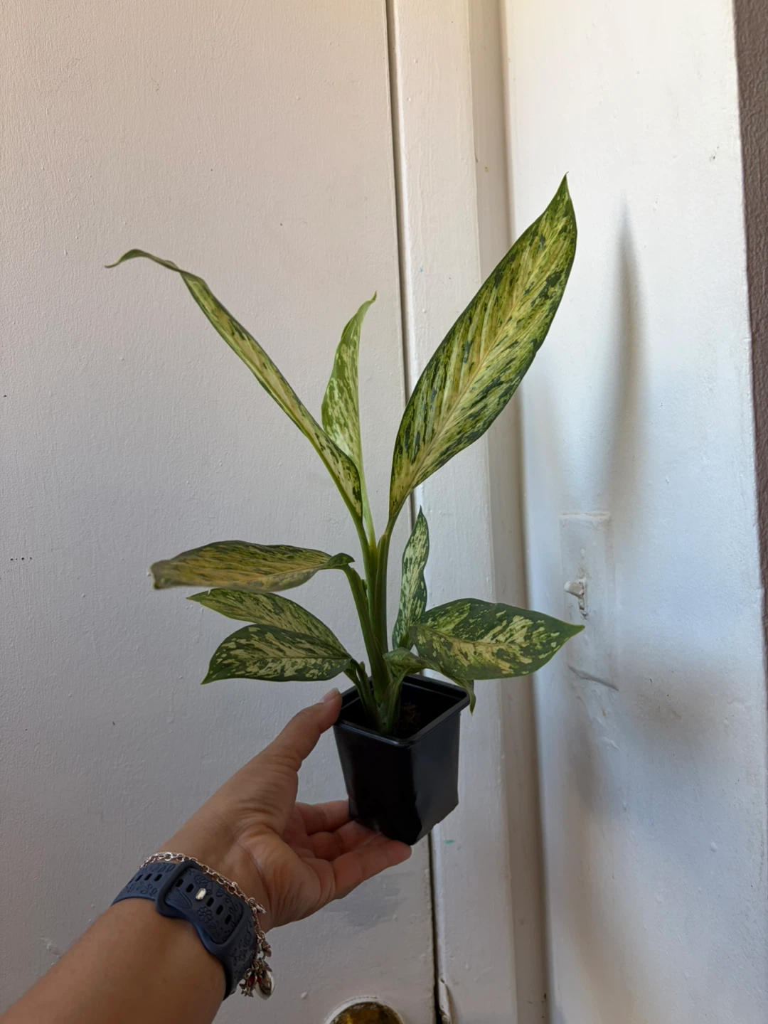 Agloanema - photo 2